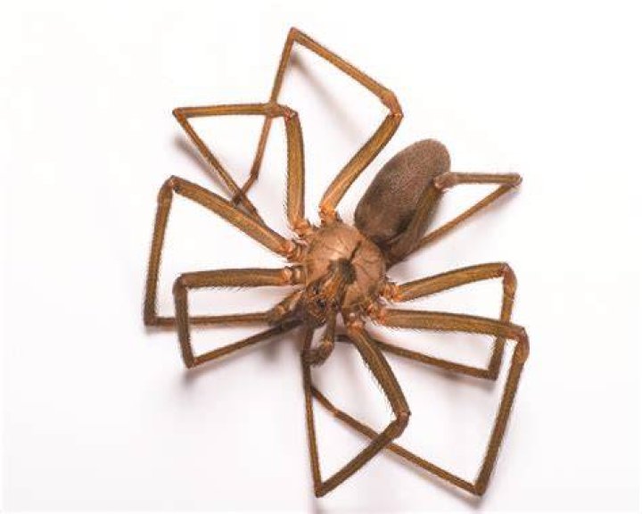1600x1200 wallpaper brown recluse spider Peakpx