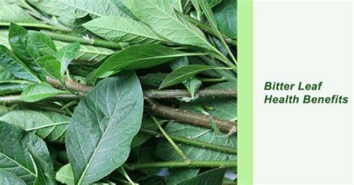 Bitter Leaf Health Benefits