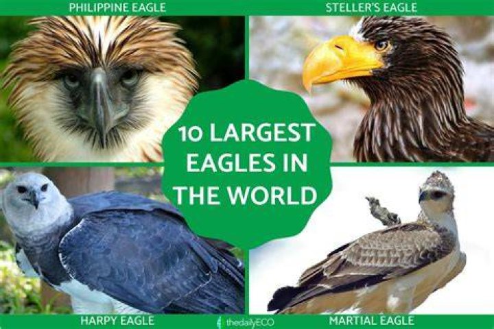 The World&rsquo;s Largest Eagles WorldAtlas