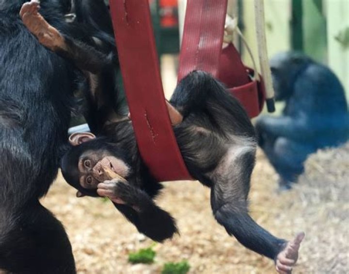Two New Chimpanzees at the Zoo &mdash; City of Albuquerque