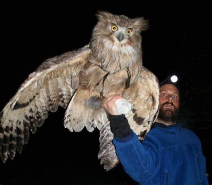 Unveiling The Largest Owl Species